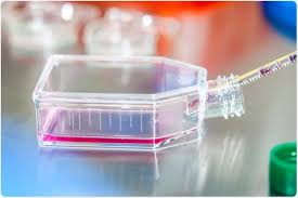 Role of serum in animal cell culture is very complex and also it contains. Common Problems In Cell Culture