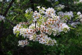 Image result for Haplocoelum inoploeum