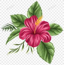 Bunga raya, juga dikenali sebagai bunga sepatu dan kembang sepatu (hibiscus rosasinensis) ialah sejenis tumbuhan berbunga sepanjang tahun dalam genus hibiscus yang sering ditanam sebagai pokok hiasan. Lukisan Gambar Bunga Raya Cikimm Com