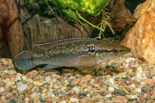 Jacundá