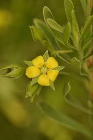 Image result for Surianaceae