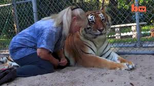 Most are circumscribed to two small areas of russia, although their range of distribution is greater compared with other tigers, given the low density of prey. Ever Wonder How Big A Tiger S Paw Is Compared To A Human Hand