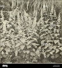 Image result for Coleus thyrsoideus