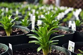 Easter plants delivery.send some unique and special easter plants to your relatives,friends and kids living anywhere in the usa on this easter day. We Re Excited To See Our Easter Lilies Begin To Sprout Easter Lily Lily Plants