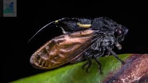 Toms river is a township in ocean county, new jersey, united states. Above All Termite Pest Control Home Facebook