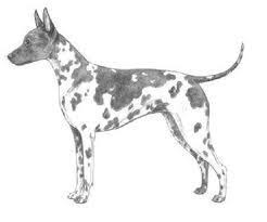 American hairless terrier litter that should produce puppies who will accell in performance and conformation that are good tempered and could easily be an active pet. Aht Illustrated Standart American Hairless Terrier Amerikanskij Golyj Terer Amerikanu Kailais Terjers