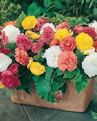 Tuberous begonias benefit from an application of tomato feed in july. Begonias How To Grow Plant And Care For This Perennial Plant