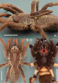 Image result for Otoptera