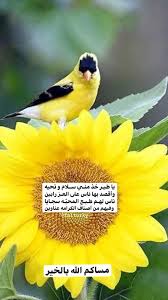 pin by foooz on مساءات animals bird