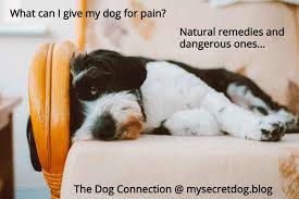 Is Aspirin Safe For Dogs What About Tylenol We Are Answering Your Questions And Also Finding Natural Relief Options For Them Do Meds For Dogs Dog Blog Dogs