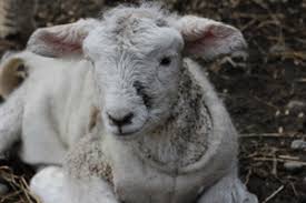 The woman is called the ewe lamb. Farmlands A Guide To Rearing Lambs