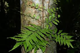 Image result for Tectariaceae