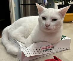 Missing Deaf White Cat in Morrow Mountain Area