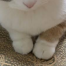 Cats 2019 baixar filme : Wobl0b6ctu Dnm