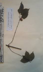 Image result for Rytigynia sp. N