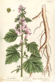 That's where marshmallow root comes in! Richard Whelan Medical Herbalist Marshmallow