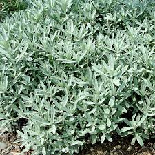 The cast iron ground cover plant has a beautiful dark green cluster of shiny leaves. Artemisia Ludoviciana Silver Queen Artemisia Information Pictures Cultivation Tips