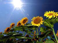 Bunga ini adalah bunga bunga ini biasanya menghadap ke timur, arah terbitnya matahari. 5 Manfaat Bunga Matahari Yang Jarang Diketahui Banyak Orang