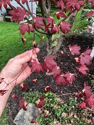 Too much wind, sun and not enough water also causes maples to have brown. Bloodgood Japanese Maple Having Die Off Sfwtrees