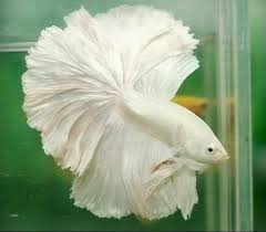 These fish are specifically bred to achieve this pattern which can be found in several color combinations. Red Yellow Betta Fish Size 2 5 Inch Rs 200 Piece Maa Kali Sitala Aqua Id 17007947473