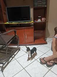 Mc bionica sophia felix