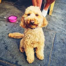 This week's Dog of the Dove is… Missy! 🐶🕊 This little teddy bear has been  a loyal regular for ages, and it's about time she got her moment in the  spotlight. Long