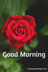 You can send them to your loved ones and turn their normal morning into a beautiful morning. 200 Beautiful Good Morning Wishes With Roses Flowers Hd