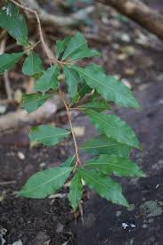 Image result for Ochna