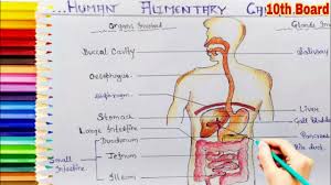 Select from 35919 printable crafts of cartoons, nature, animals, bible and many more. How To Draw Human Digestive System Elimentary Canal Step By Step Easily For Class 10th Board Exams Youtube