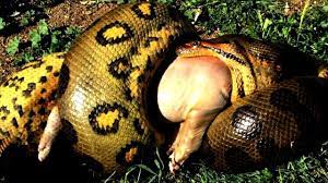 Movieseaten Reallyhead Soonpython Photoshop Dangerous Australia Anaconda Enlarged Gallery Apython Animals Females Closer P Animals Anaconda Snake