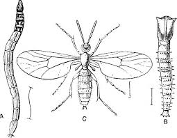 Peppermint oil spray is helpful as it can not only repel gnats but also kill larvae. How To Get Rid Of Fungus Gnats In Plants Indoors Outside Grow Hot Peppers