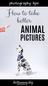 7 Tips How To Take Great Animals Photos Therunaway Pet Photography Props Photography Subjects Pet Photography Tips