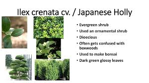 First, a humidity tray is strongly recommended for these trees. Ilex Crenata Cv Japanese Holly Ppt Download
