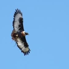 The dullstroom bird of prey and rehabilitation centre was established in 1997 and has been located at its present site since november 2004. Raptors Of The Eastern Cape South Africa May 2014 As Winter Comes Hubpages