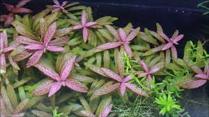 Image result for Hygrophila pilosa