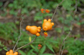 Image result for Solanum terminale