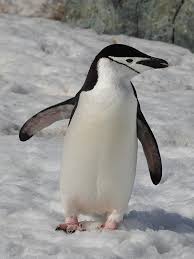 Image result for penguin