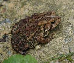 Pin On Toad Love