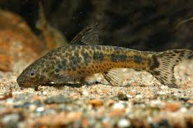 Macro Otocinclus Flexilis Cool Fish Aquarium Catfish Tropical Fish