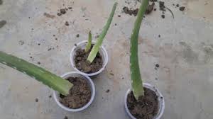 It can be reproduced t. Grow Aloe Vera From A Single Leaf How To Grow Big Aloe Vera From A Single Aloe Vera Leaf Youtube