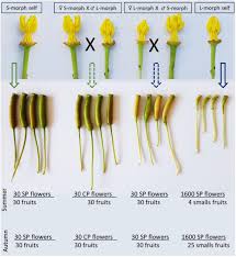 Image result for Heteromorpha sp. agg.