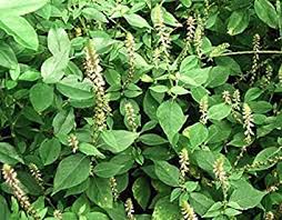 Image result for Achyranthes aspera