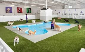Pet friendly melbourne airport hotels. Pin Em Pup Tastic Party