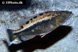 Image result for Macrotyloma daltonii