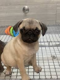Average the puppy store hourly pay ranges from approximately $11.29 per hour for retail sales associate to $15.53 per hour for care manager. Nj Puppy Store 13 Reviews Pet Stores 24 02 Broadway Fair Lawn Nj Phone Number Yelp