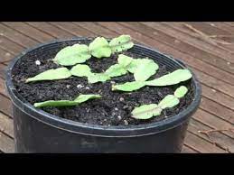 You probably have a thanksgiving cactus! 1 How To Propagate Zygocactus Christmas Cactus Youtube Zygocactus Christmas Cactus Propagation Christmas Cactus