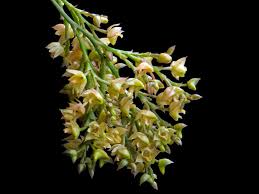 Image result for Polystachya cultriformis