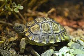 Turtle Turtle Turtle Love Tortoise