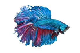 Uploaded at march 15, 2018. Remarkably Astonishing Facts About Betta Fish Pet Ponder