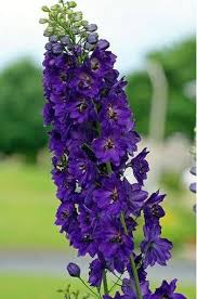 Delphinium Flowers Hanging From My Celings With Chineese Lantern Lights Types Of Purple Flowers Purple Flower Pictures Purple Flowers